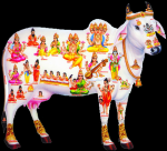 కామధేనువు విగ్రహం లేదా పటం ఇంట్లో ఉందా...ఈ నిజాలు తెలుసా!